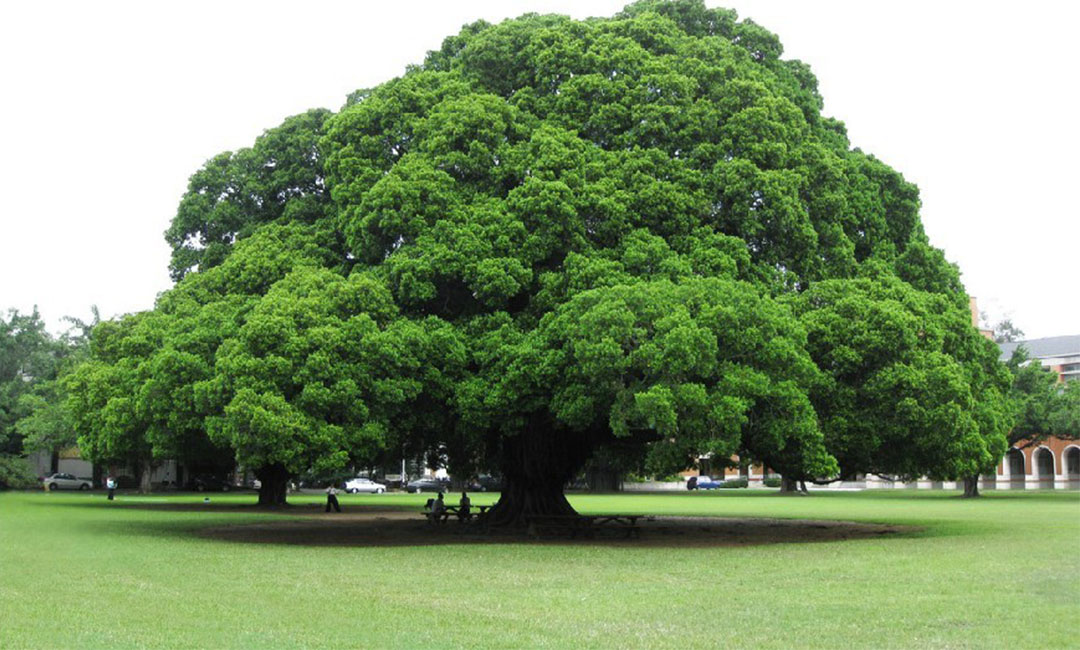 伊犁金榕树服务号代运营案例